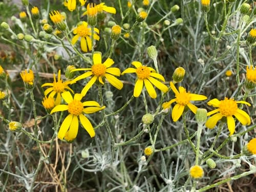 threadleaf groundsel