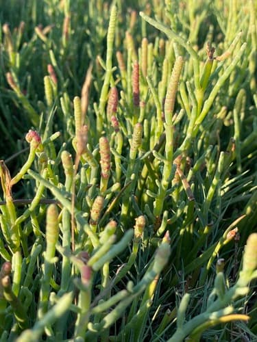 Pacific Glasswort