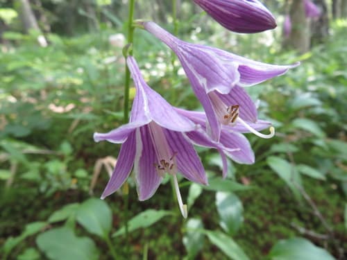 Small-leaved Plantain Lily