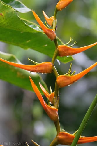 Expanded Lobsterclaw