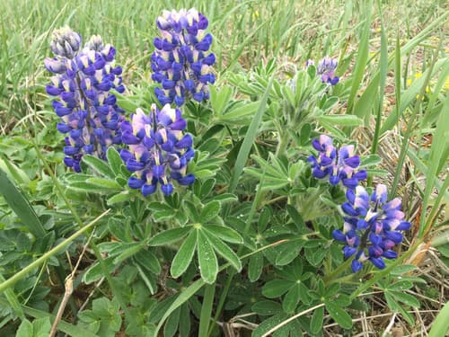 Nootka Lupine