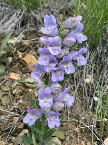 Crested-tongue Beardtongue