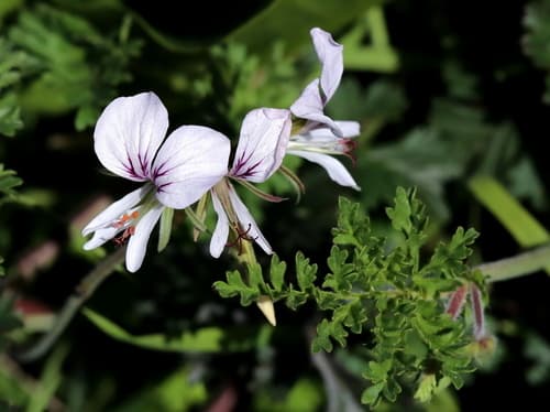 myrrhleaf storksbill