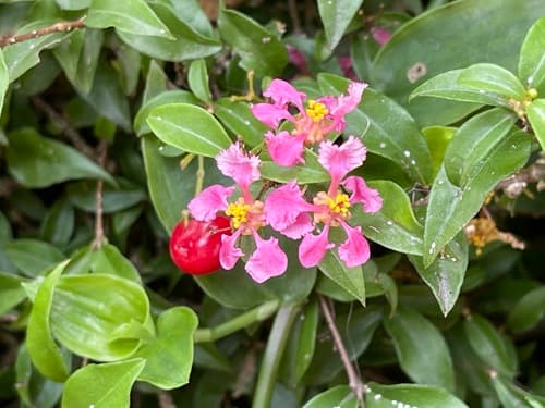 Acerola Bonsai