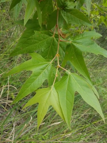 Arizona Sycamore Bonsai
