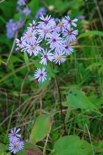 Lindley's Aster