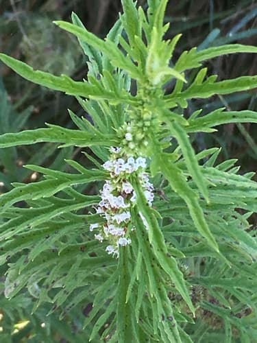 Lycopus exaltatus Bonsai