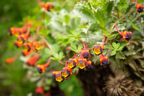 Tricolour Nasturtium Bonsai