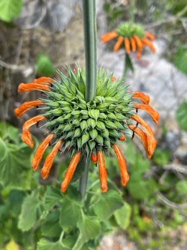 Lion's Ear