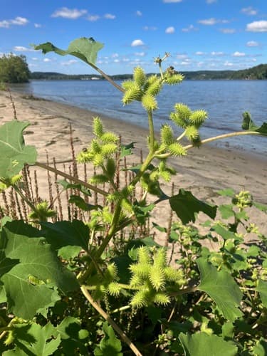 Common Cocklebur (Wild Plant)