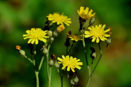 Smooth Hawkweed Bonsai (Conceptual)