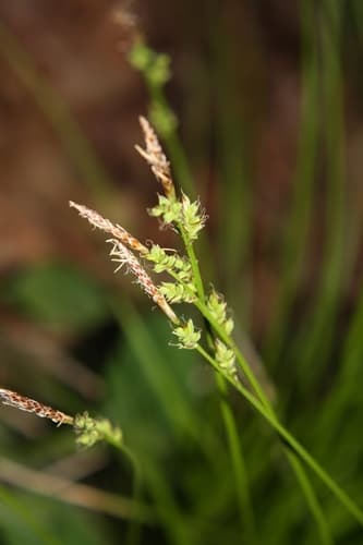 fibrous-rooted sedge