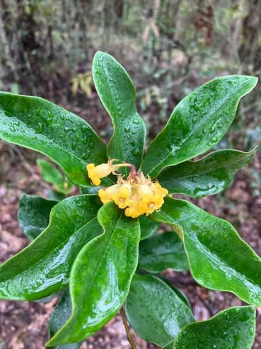 Rough-fruited Pittosporum Bonsai
