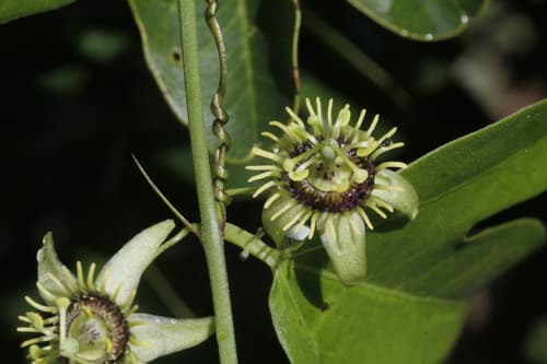 Corkystem Passionvine