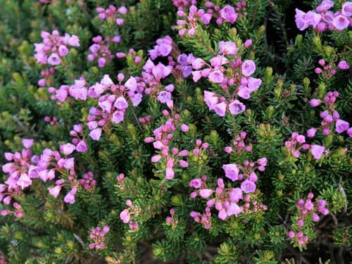 Pink Mountainheath