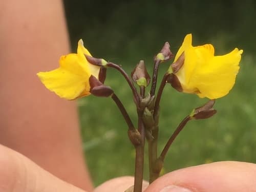 Greater Bladderwort