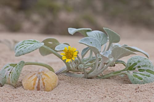 Cape Beach Daisy Bonsai