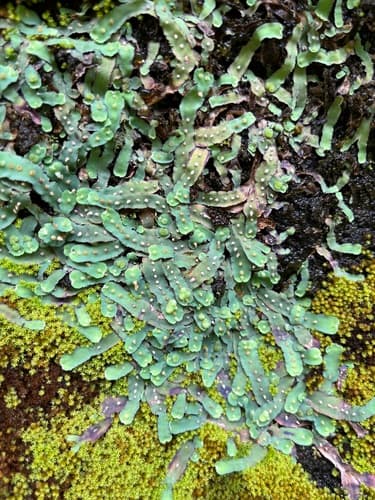 Cliff Waxwort Bonsai