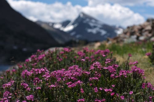Purple Mountain-heath