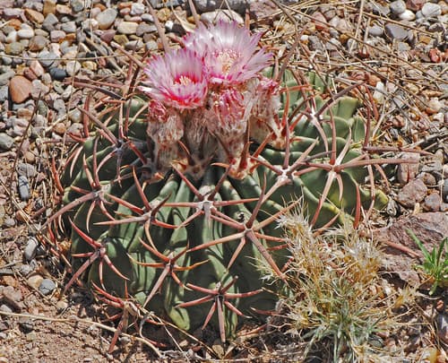 Horse Crippler Cactus