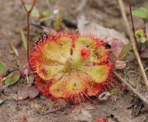 Tropical Sundew