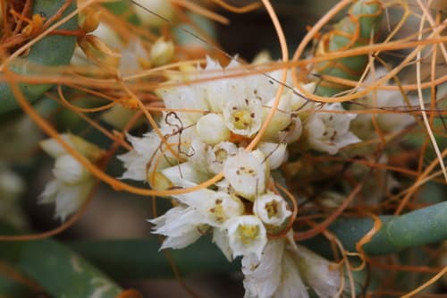 Pacific Goldenthread (Parasitic Plant, Not a Bonsai)