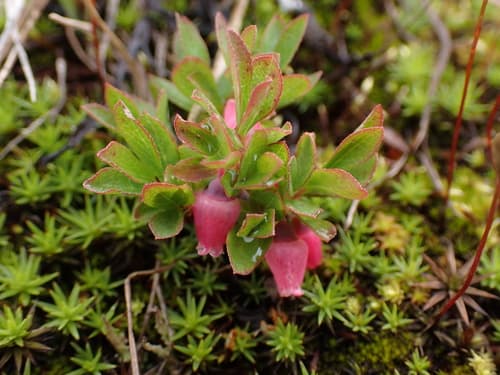 Dwarf Bilberry