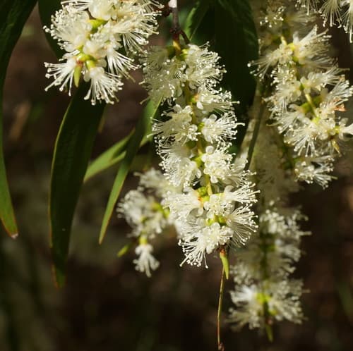 Weeping Paperbark Bonsai