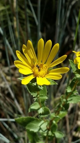 Narrowleaf Gumweed