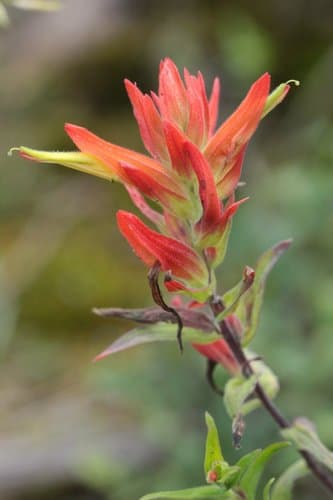 Santa Catalina Paintbrush
