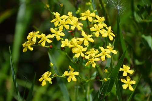 roundpod St. John's-wort
