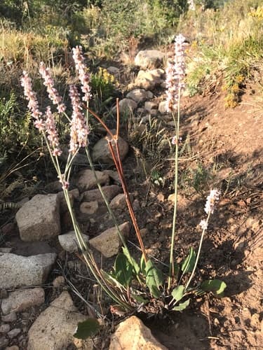 Redroot Buckwheat