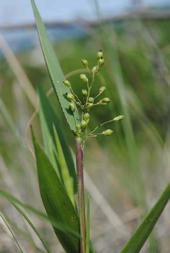 Scribner's Panicgrass