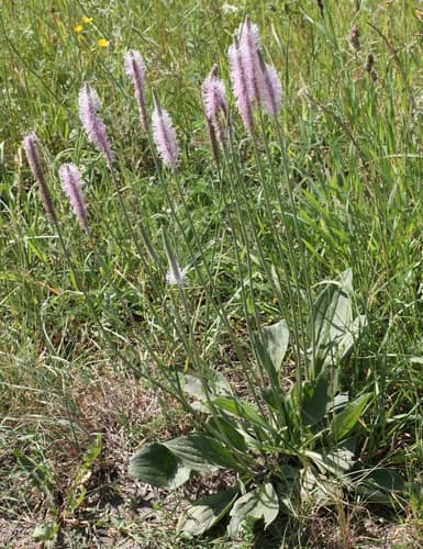 Plantago urvillei