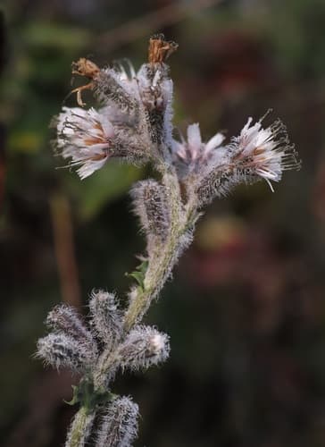 Purple Rattlesnake Root