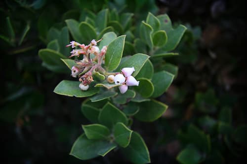 Brittleleaf Manzanita Bonsai