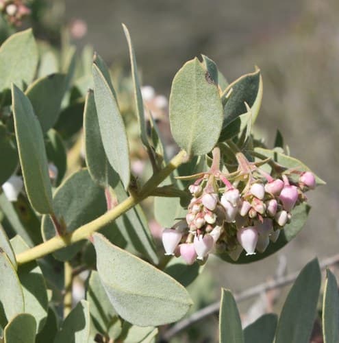 Eastwood's Manzanita