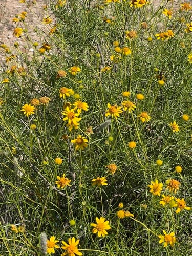 Skeletonleaf Goldeneye