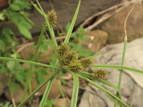 Pacific island flatsedge