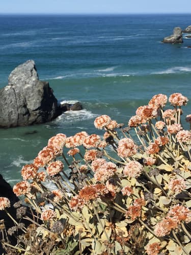Seaside Buckwheat Bonsai