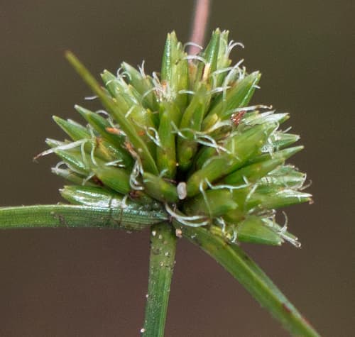 Great Plains Flatsedge