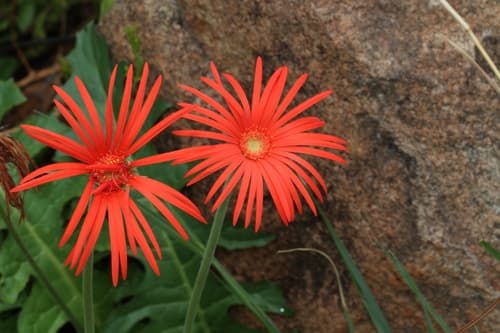 Barberton Daisy