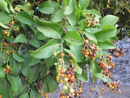 Bastard Cherry Bonsai