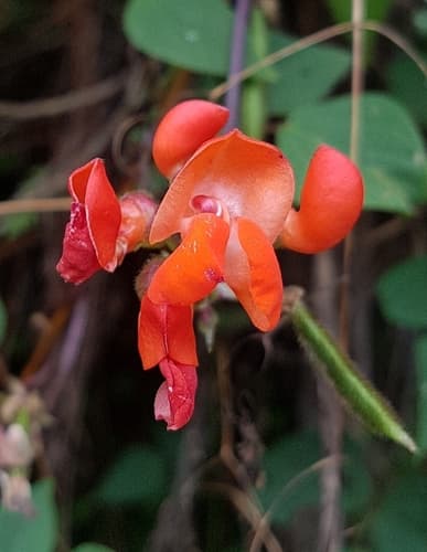 Japanese Black Pine Bonsai