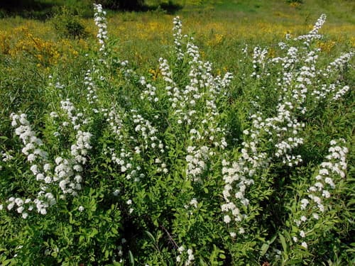 Scalloped Spirea Bonsai