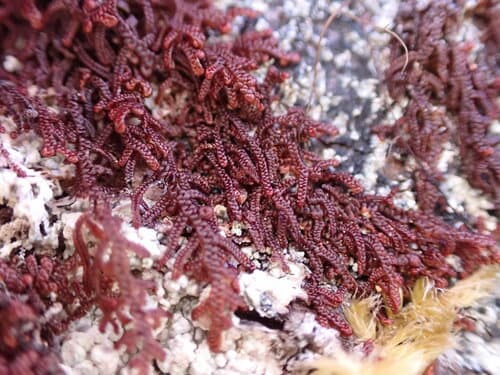 Hanging Millipede Liverwort Bonsai