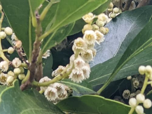 Hard Quandong Bonsai