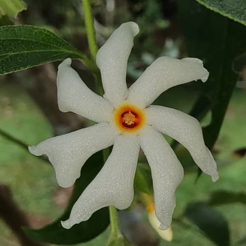 Coral Jasmine Bonsai