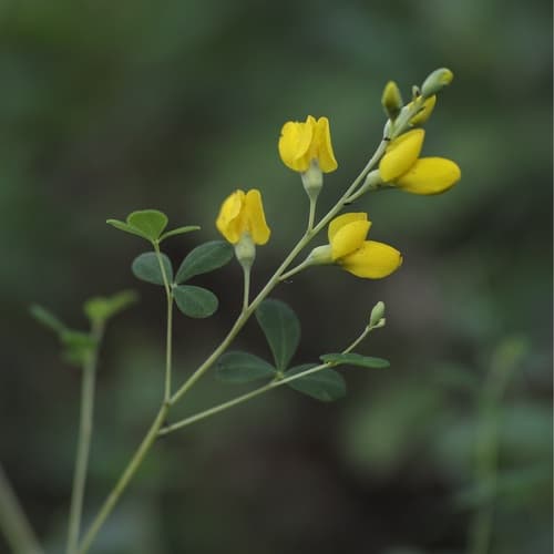 eastern wild indigo