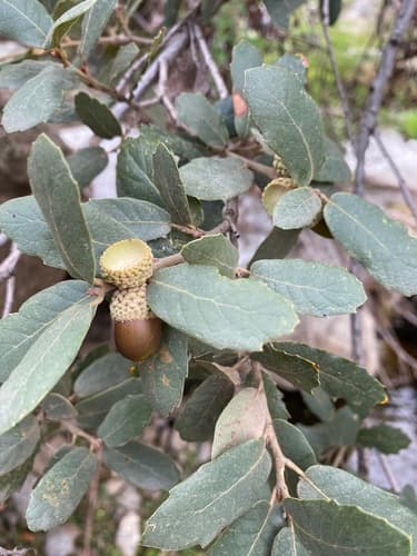 Arizona White Oak Bonsai